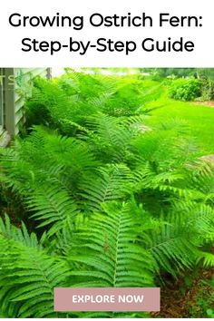 Lush green ostrich ferns in a garden with a "Growing Ostrich Fern: Step-by-Step Guide" overlay and an "Explore Now" button. Ostrich Ferns Garden Ideas, Fern Companion Plants, Woods House, Fern Care, Indoor Ferns, Plant Combos, Fern Garden, Ferns Care