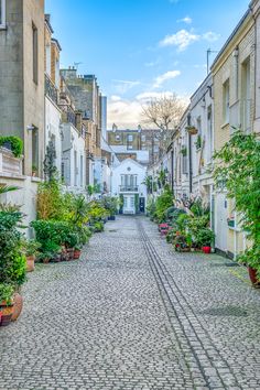 an empty cobblestone street with potted plants on either side and buildings in the background