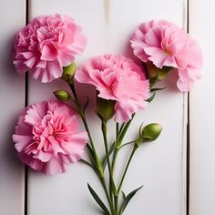 pink carnations are arranged on a white background