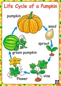 the life cycle of a pumpkin