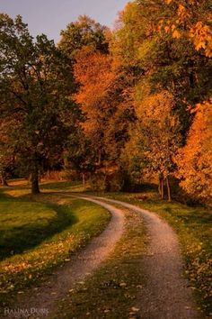 a dirt road surrounded by trees with orange leaves on the sides and green grass in the foreground