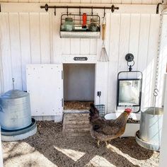 a chicken is standing in front of a white building with an open door and two buckets on the ground