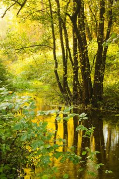 the sun shines through the trees and leaves on the water