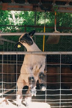 a dog jumping up into the air in an enclosure