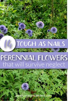 blue flowers with text overlay that says tough as nails perennial flowers that will survive neglect