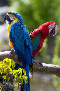 two colorful birds sitting on top of a tree branch