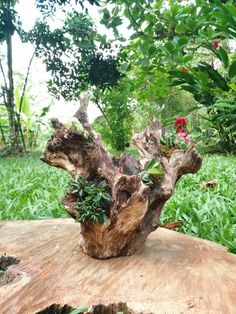 a piece of wood with plants growing out of it in the middle of some grass