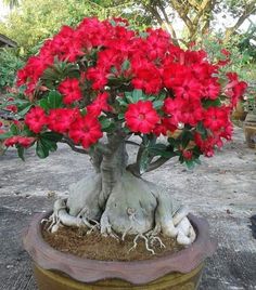 a potted plant with red flowers in it