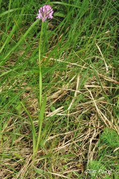 a purple flower is growing in the grass