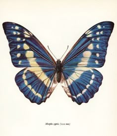 a blue butterfly with white spots on it's wings is shown in this antique print