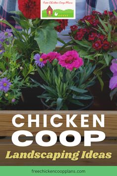 chicken coop landscaping ideas with text overlay