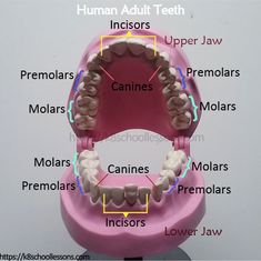 Teeth Structure, Dental Assistant Study Guide, Types Of Teeth, Tooth Anatomy, Dental Hygienist School, Tooth Structure, Human Mouth