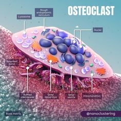 the structure of an osteoclast is shown in this graphic above it's description