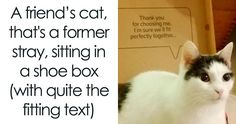 a black and white cat sitting in front of a box with the caption'a friend's cat, that's a former stray sitting in a shoe in a shoe box with quite the fitting text