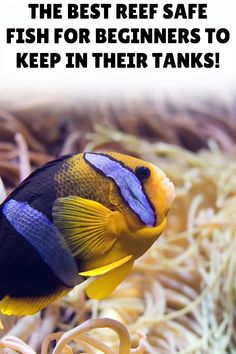 an orange and blue fish with the words, the best reef safe fish for beginners to keep in their tanks