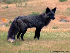 a black and gray wolf standing on top of a grass covered field