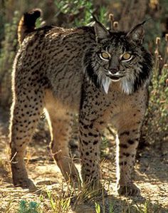 a close up of a cat on a dirt ground near grass and bushes with trees in the background