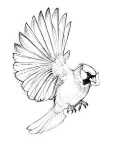 a drawing of a bird with its wings spread