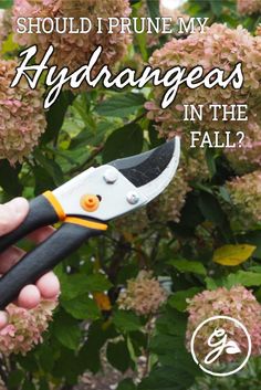 a hand holding a pliers with the words should i prune my hydrangeas in the fall?