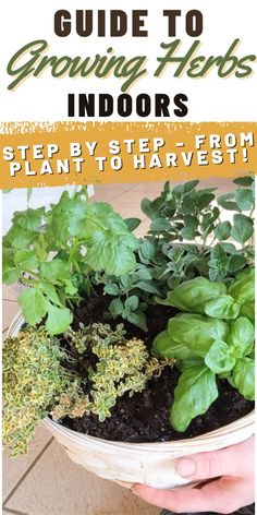 a person holding a potted plant with the title guide to growing herbs indoors step by step from plant to harvest