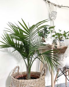 two plants in wicker baskets on the floor