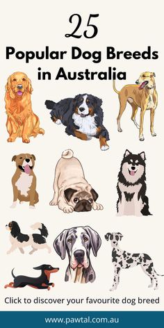 the 25 popular dog breeds in australia are featured on this page, which includes dogs and their names