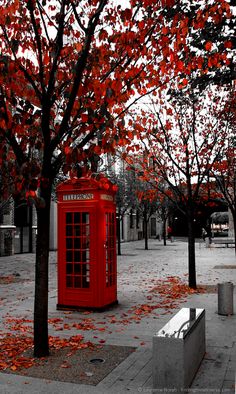 a red phone booth sitting on the side of a road next to trees with leaves all over it