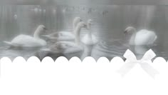 a group of swans swimming on top of a body of water with a white bow