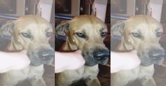 three different pictures of a dog with its tongue out