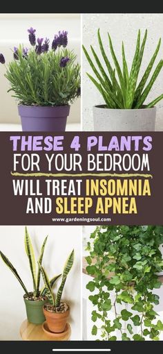 there are four plants that can be used for bedroom decor