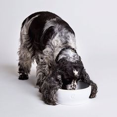 a black and white dog eating out of a bowl on a white background with his head in the bowl