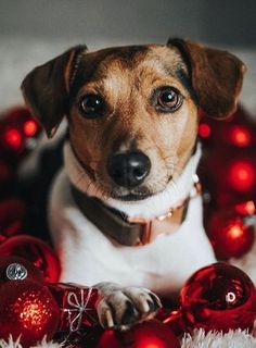 a brown and white dog sitting next to red ornaments