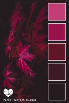 the color palette is red and purple, with some pink leaves in it's center