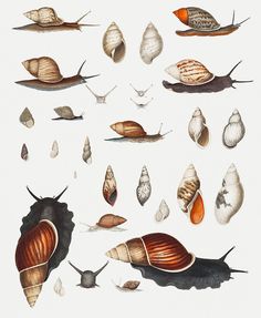 an image of different types of seashells