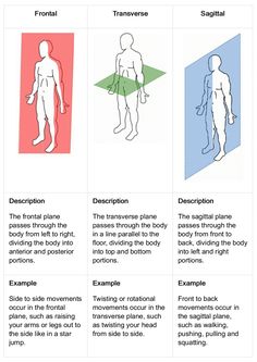 four different types of body shapes