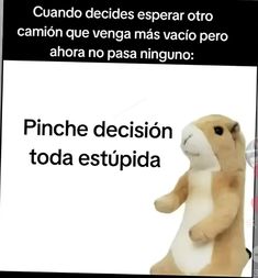 a stuffed animal is in front of a sign that says, pinche decision today estsupida