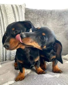 two black and brown dachshund puppies playing with each other on a couch