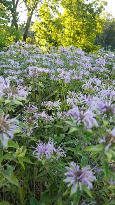 purple flowers are growing in the middle of a field with trees and bushes behind them