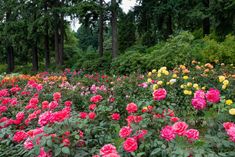 many pink and yellow flowers are in the middle of a field with trees behind them