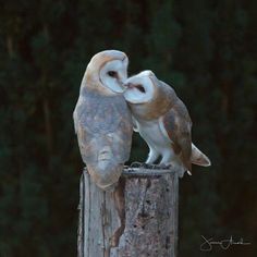 two owls sitting on top of a wooden post