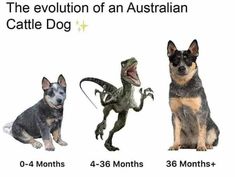 the evolution of an australian cattle dog