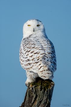 an owl sitting on top of a tree stump with blue sky in the back ground