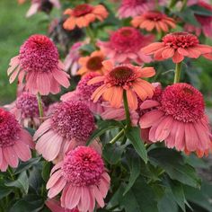 many pink and orange flowers in a garden