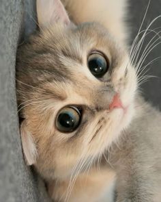 a small kitten is peeking out from behind a blanket and looking up at the camera