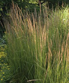 some very pretty tall grass by the side of a road with trees in the background