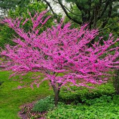 a pink tree in the middle of a park