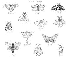 butterflies and moths are shown in this hand drawn drawing technique, which is easy to draw