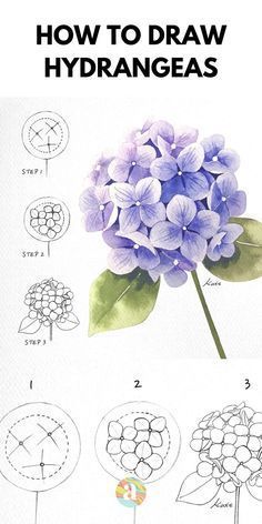 the instructions for how to draw hydrangeas