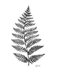 a black and white drawing of a fern leaf