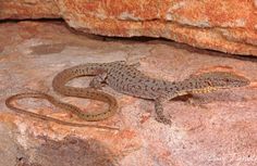 a small lizard sitting on top of a rock